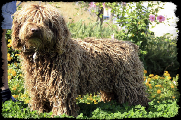 CANQUERCUS - Perro de Agua Español. Lula de Canquercus,`Gio´