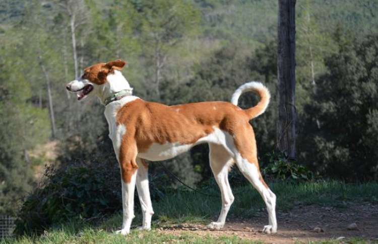 Podenco Andaluz. Hilde.