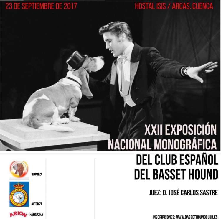 CLUB ESPAÑOL DEL BASSET HOUND - Belleza. XXII Exposición Nacional Monográfica del BASSET HOUND (Cuenca   España)
