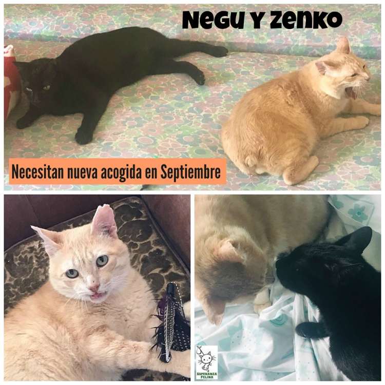 Gato mestizo. Zenko Y Negu. Gato en adopcion que busca casa.