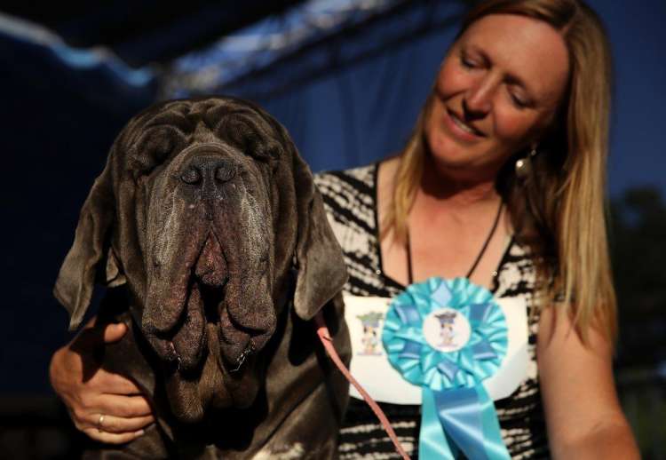 Martha mastín napolitano ganó el Concurso del perro más feo del mundo 2017 (JUSTIN SULLIVAN) Martha mastín napolitano ganó el Concurso del perro más feo del mundo 2017 (JUSTIN SULLIVAN)