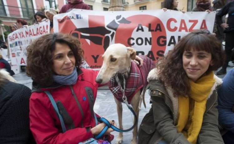 Málaga contra la caza con galgos y el maltrato animal.