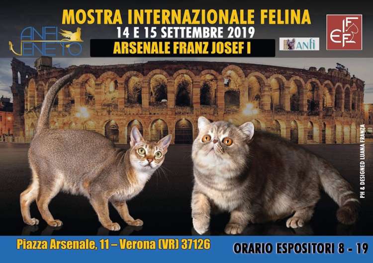 Associazione Nazionale Felina Italiana - A.N.F.I. - Belleza. Mostra Internazionale Felina organizzata da Anfi Veneto (Veneto   Verona   Italia)