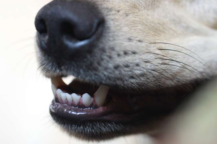 Cepilla los dientes de tu perro de la forma más sencilla Dientes de perro