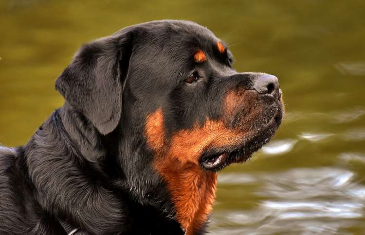 Rottweiler.