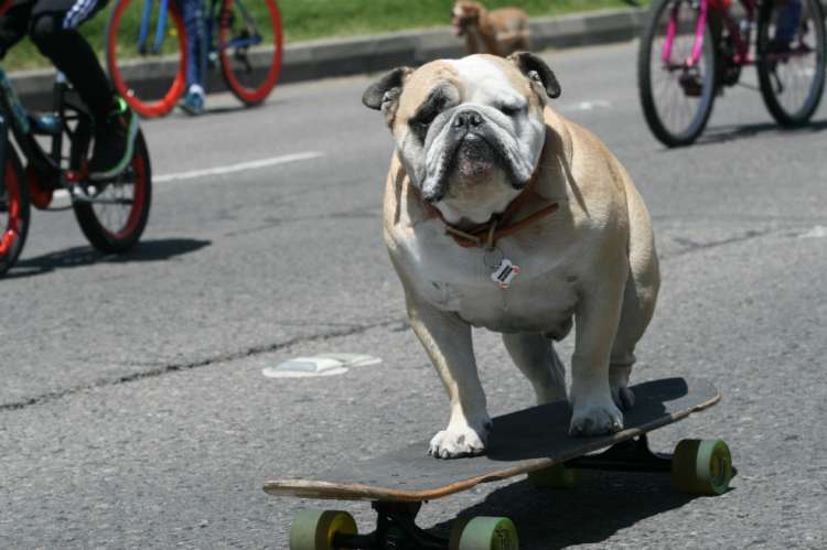 Baxter el perro skater (Foto  César Muñoz Vargas   El Espectador)