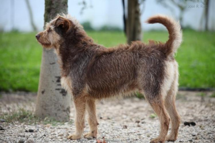 Perro mestizo. Bom.1