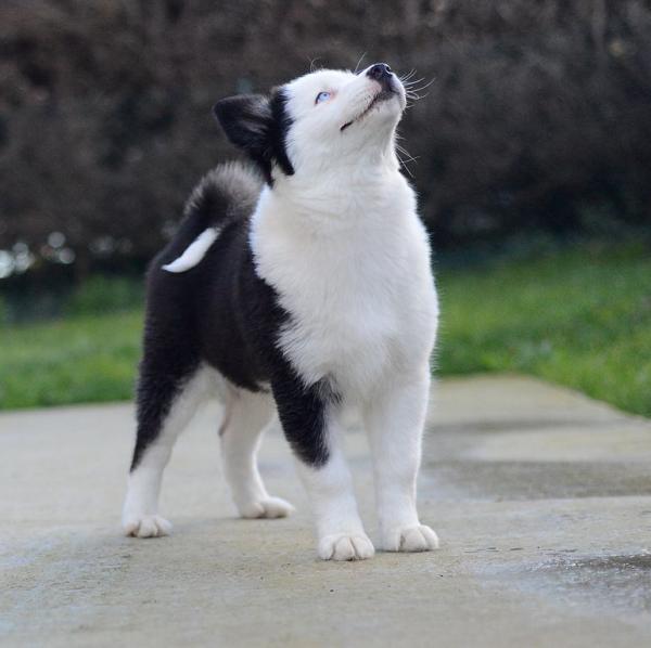 Laika de Yakutia. Pixelapache Laika de Yakutia. Pixelapache