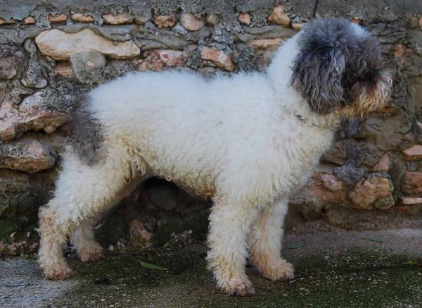 Perro de Agua Español. Niebla Blanca