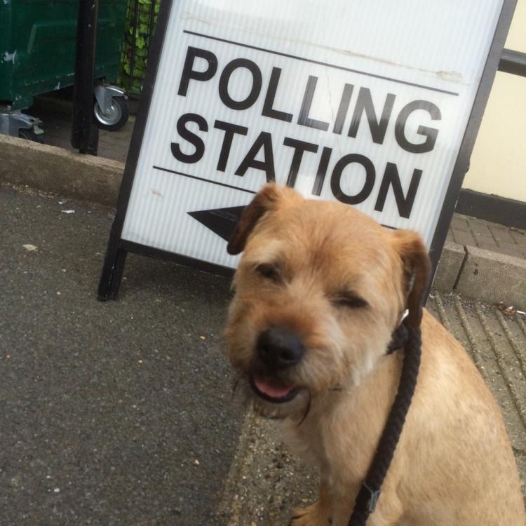 PETSmania - Los perros también votan el brexit.