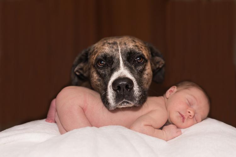 perro y bebé