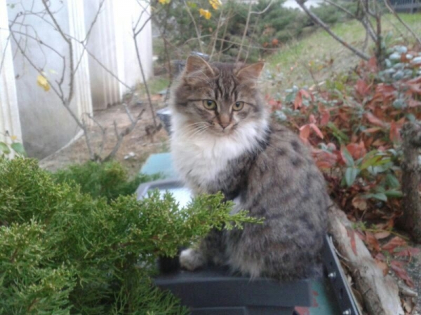 Lara.  Gato en adopcion que busca casa. Lara.  Gato en adopcion que busca casa.