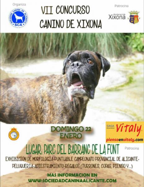 Belleza. VII CONCURSO CANINO DE XIXONA (Alacant   España)