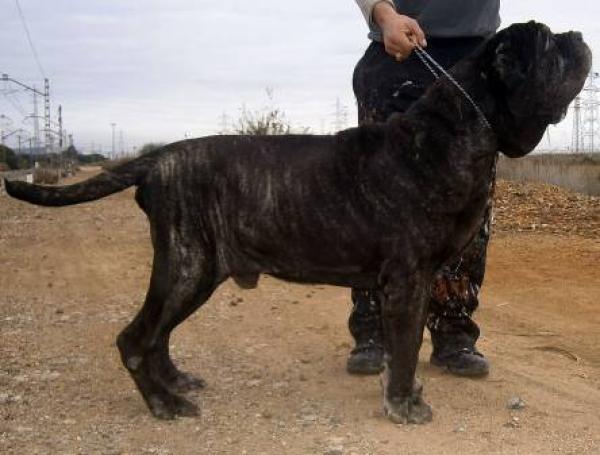 Mastín Napolitano. Mastin Napolitano Old Style y Mastin Napolitano de Belleza o Exposición