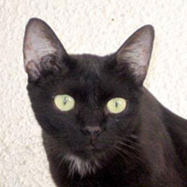 ELY.  Gato en adopcion que busca casa.