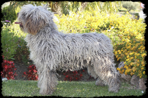 Perro de Agua Español. Pepa de Canquercus