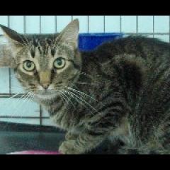 Jimmy.  Gato en adopcion que busca casa. Jimmy.  Gato en adopcion que busca casa.