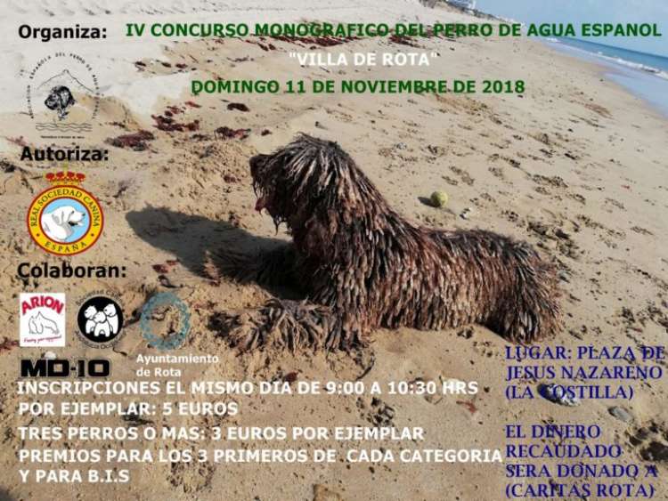 ASOCIACIÓN ESPAÑOLA DEL PERRO DE AGUA ESPAÑOL - Belleza. IV Concurso Monográfico del Perro de Agua Español en Villa de Rota (Cádiz   España)