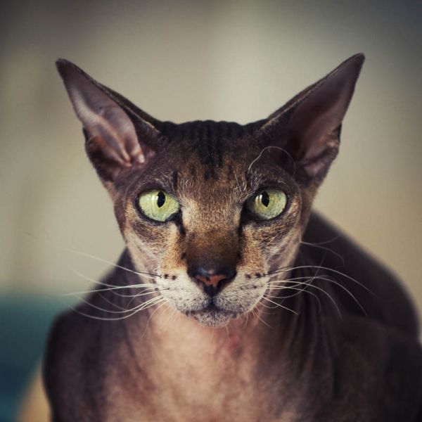 Peterbald. 