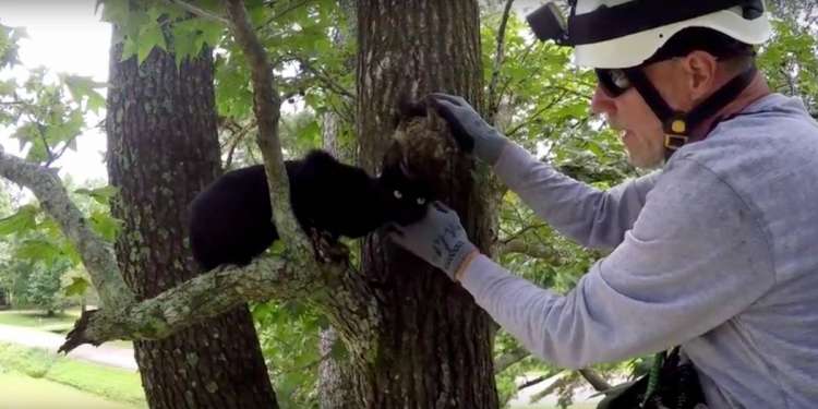 Jubilado se dedica a rescatar gatos de los árboles (Foto  Publinews)