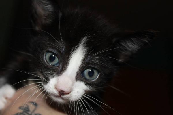 Tristón.  Gato en adopcion que busca casa.