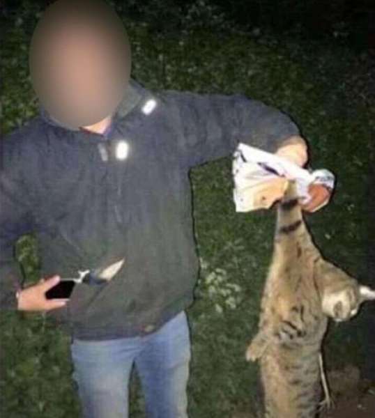 Torturan y matan al gato del profesor de la universidad Torturan y matan al gato del profesor de la universidad