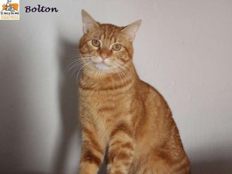 Asociación Protectora de Animales y Plantas EL ARCA DE NOÉ - Gato mestizo. Bolton.