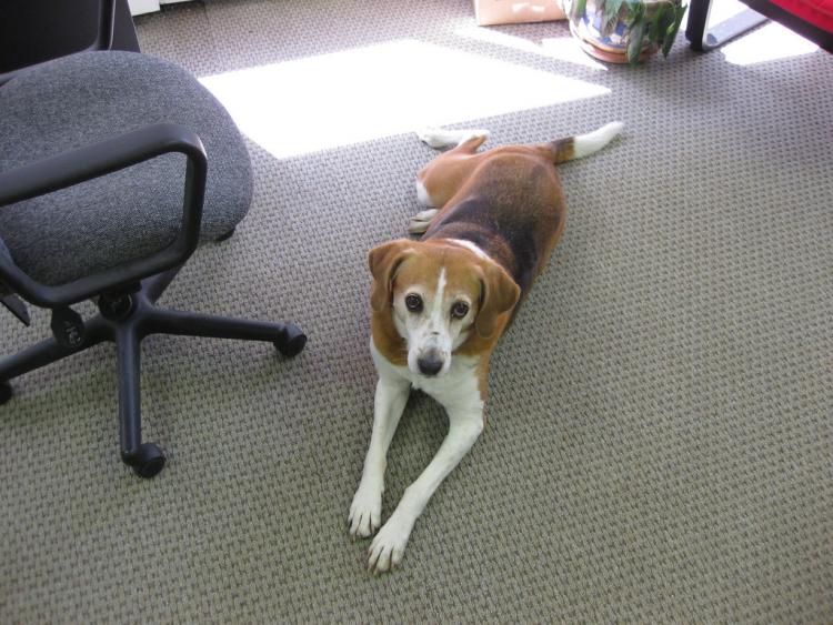 A la oficina con tu mascota. Hoy se celebra el día de llevarse el perro al trabajo.