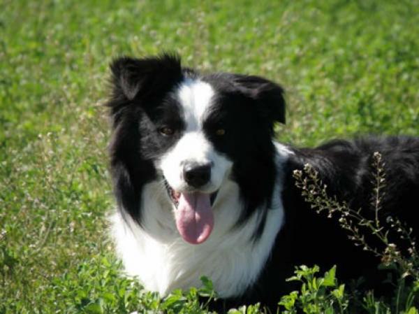 Border Collie. KIMI