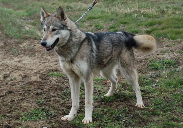 Tamaskan. Poachersfarm