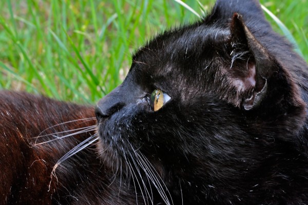 York Chocolate. Johann Jaritz York Chocolate. Johann Jaritz