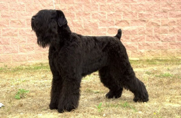 Terrier Negro Ruso. Guidopatek