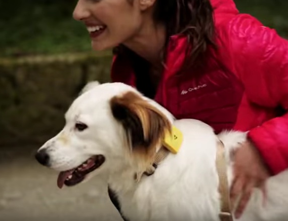 GPS para perros y gatos GPS para perros y gatos