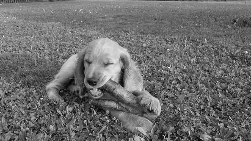 Cocker Spaniel Inglés.