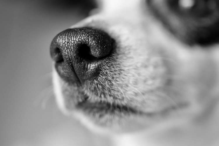 PETSmania - Jack Russell Terrier.