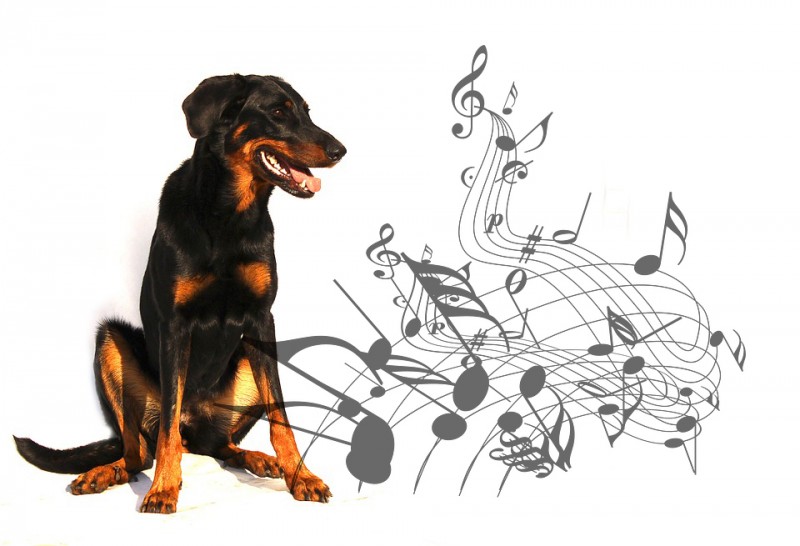 PETSmania - Beauceron.