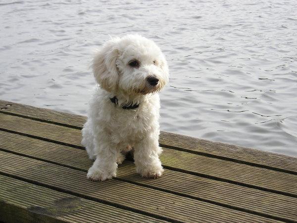 PETSmania - Bolonka Franzuska. Stefan Braun