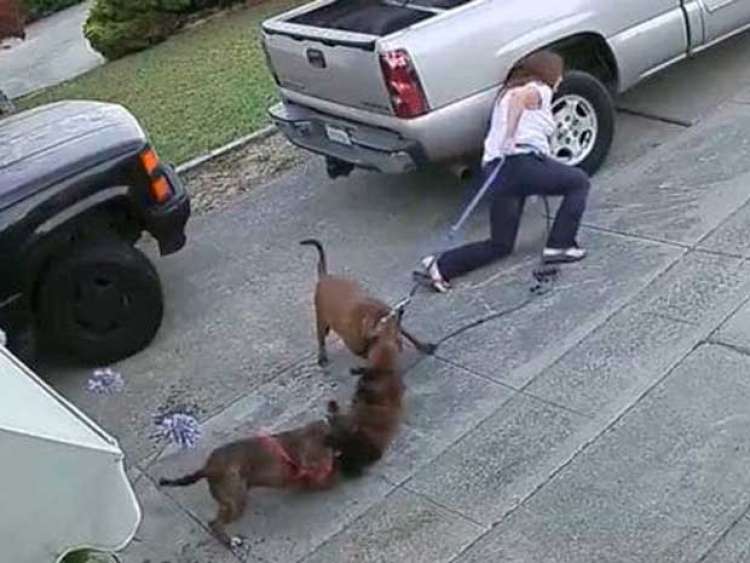 Dueña de Pit bull tratando de separarlos del gato Dueña de Pit bull tratando de separarlos del gato