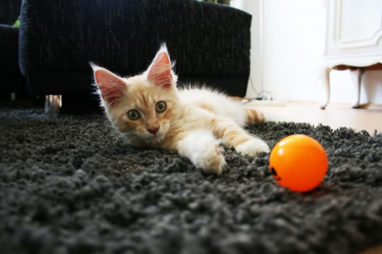 PETSmania - Joven gato Maine Coon jugando con una bola