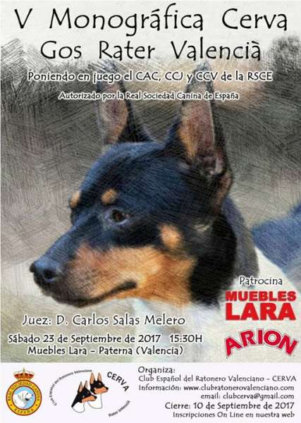Gos Rater Valenciá. Belleza. V MONOGRÁFICA CERVA GOS RATER VALENCIA (Valencia España) Gos Rater Valenciá. Belleza. V MONOGRÁFICA CERVA GOS RATER VALENCIA (Valencia España)