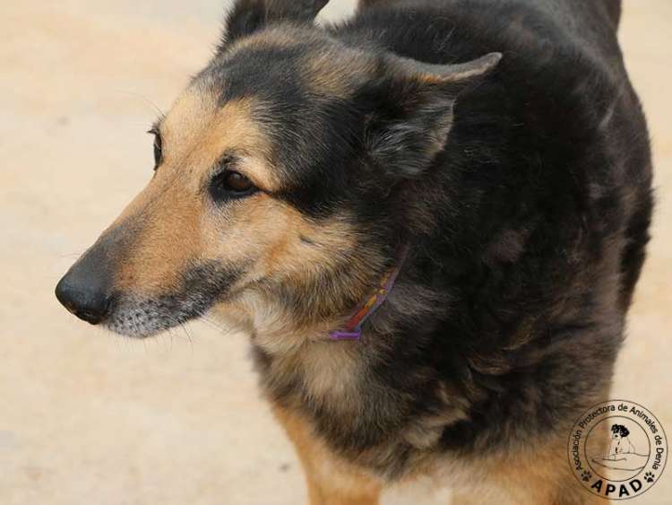 Pastor Alemán. Stoofy. Pastor Alemán. Stoofy.