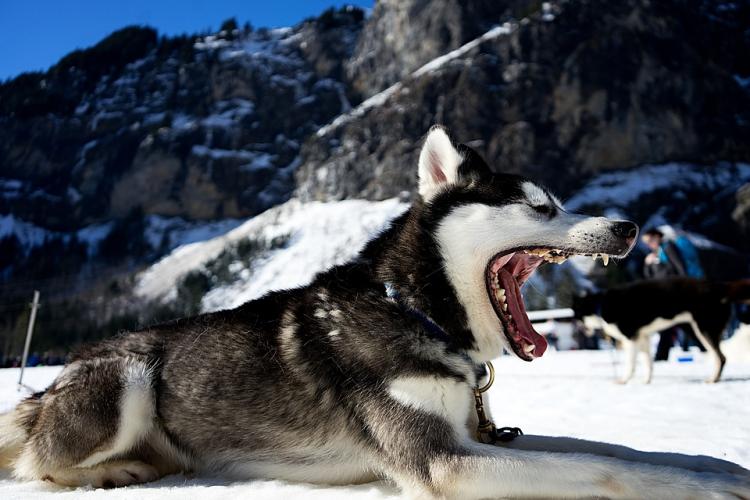 Perro Husky en la nieve abriendo la boca