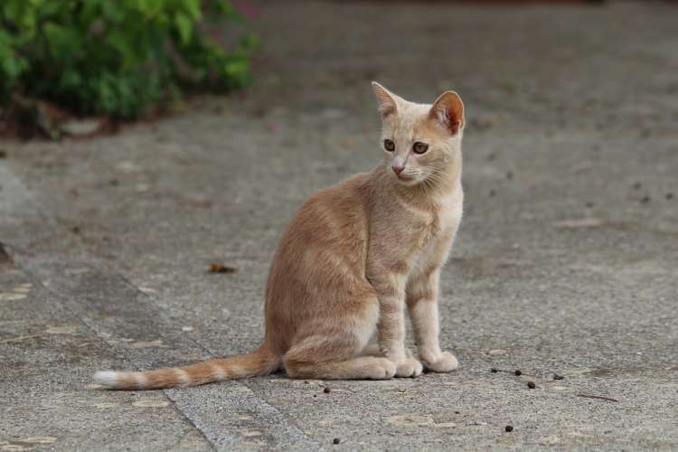 PETSmania - Gato común.