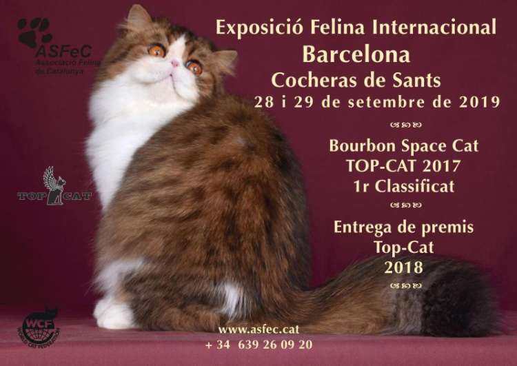 Belleza. EXPOSICIÓN FELINA INTERNACIONAL (Barcelona   España)