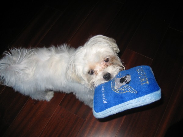 EL PASAPORTE EUROPEO PARA PERROS, GATOS Y HURONES. David Nestor