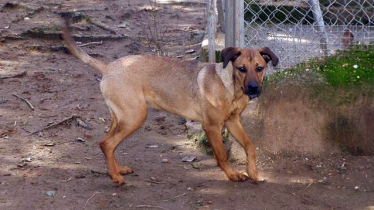 Berta. Perro en adopcion que busca casa. Berta. Perro en adopcion que busca casa.