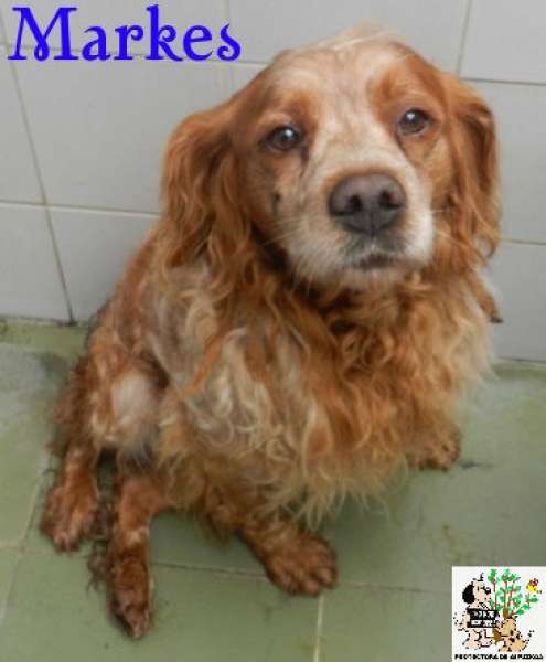 Spaniel Bretón. Markes. Spaniel Bretón. Markes.
