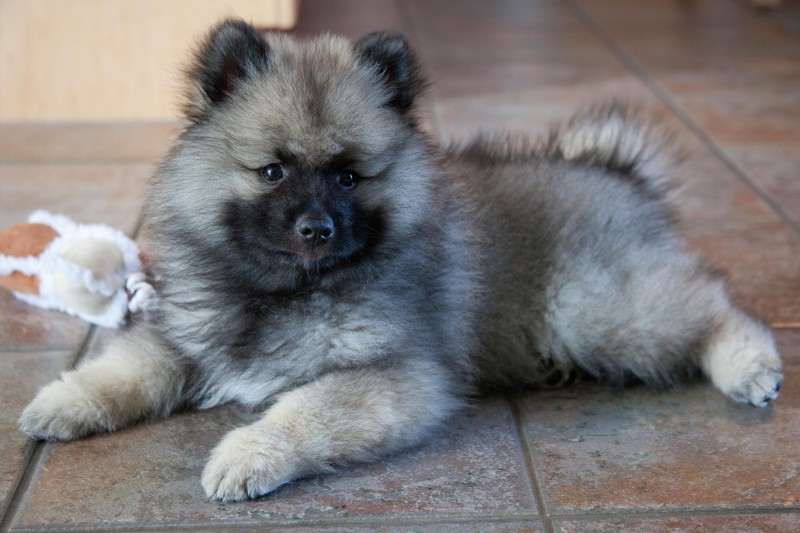 PETSmania - Spitz Alemán de Pomerania y Keeshond.