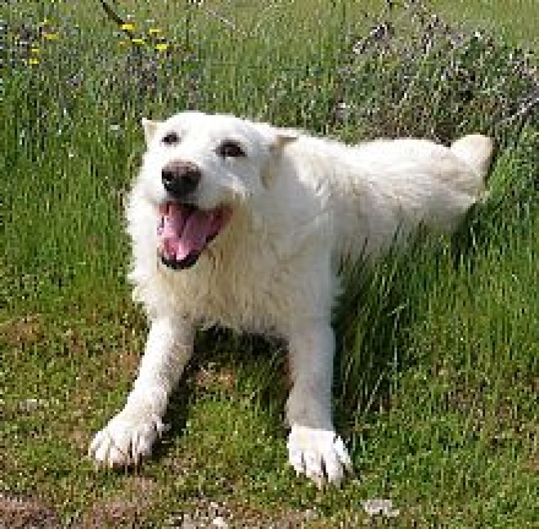 IGOR.  Perro en adopcion que busca casa.