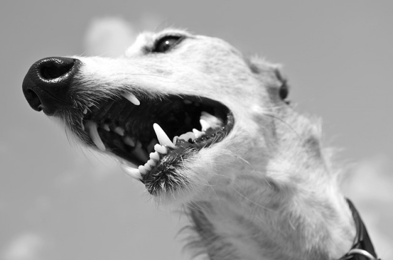 PETSmania - Greyhound.